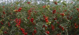 Фото2062